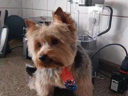 Cachorro raça SRD-ViraLata idade 2 anos nome zico