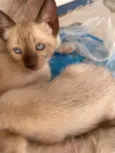 Gatinhos 