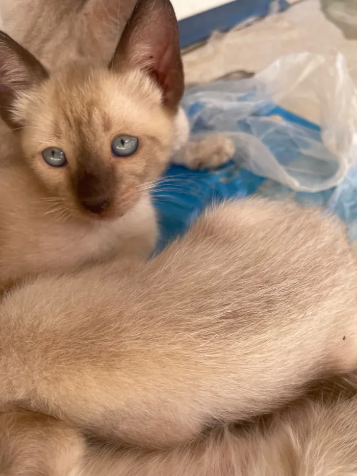 Gato raça Siamês idade 2 a 6 meses nome Gatinhos 