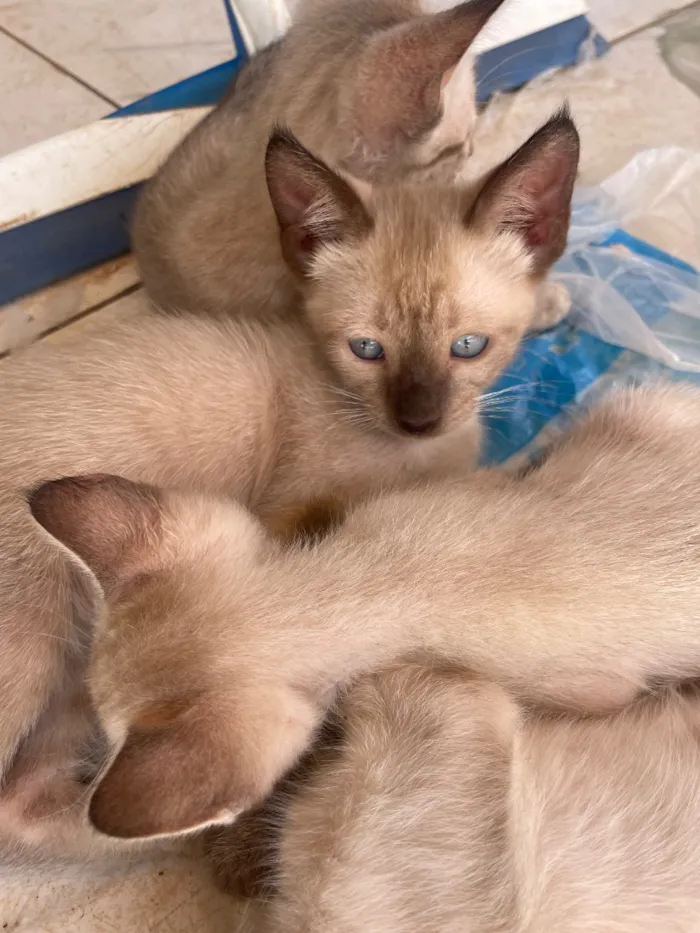 Gato raça Siamês idade 2 a 6 meses nome Gatinhos 