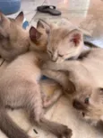 Gatinhos 