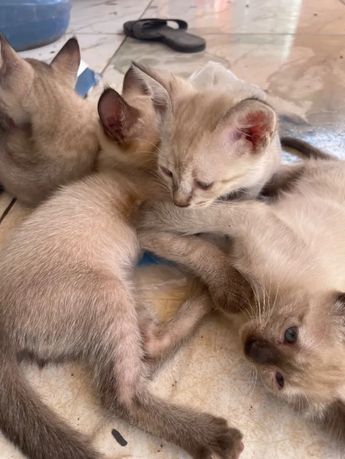 Gato raça Siamês idade 2 a 6 meses nome Gatinhos 
