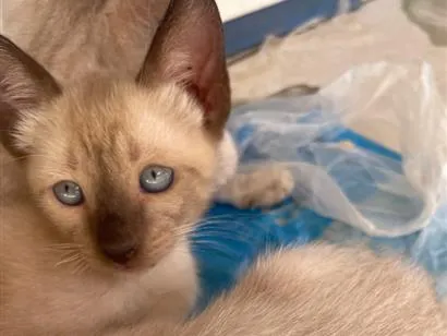 Gato raça Siamês idade 2 a 6 meses nome Gatinhos 