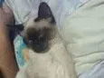 simba