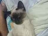 Gato raça Siamês idade 7 a 11 meses nome simba