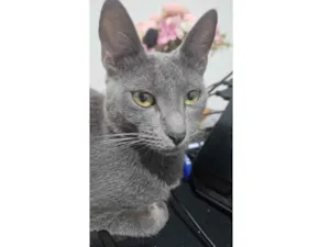 Gato raça SRD-ViraLata idade 1 ano nome Chica
