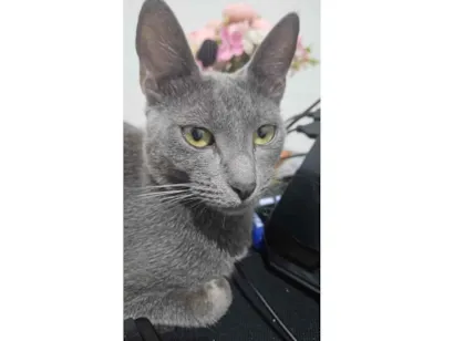 Gato raça SRD-ViraLata idade 1 ano nome Chica