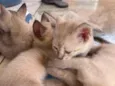 Gatinhos 