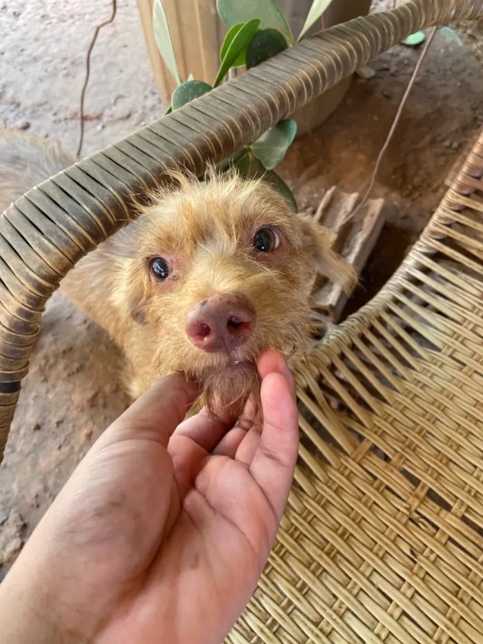 Cachorro raça SRD-ViraLata idade 7 a 11 meses nome Caroço de Manga