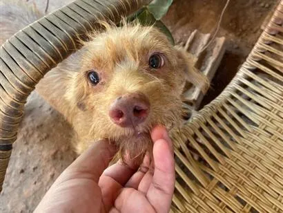 Cachorro raça SRD-ViraLata idade 7 a 11 meses nome Caroço de Manga