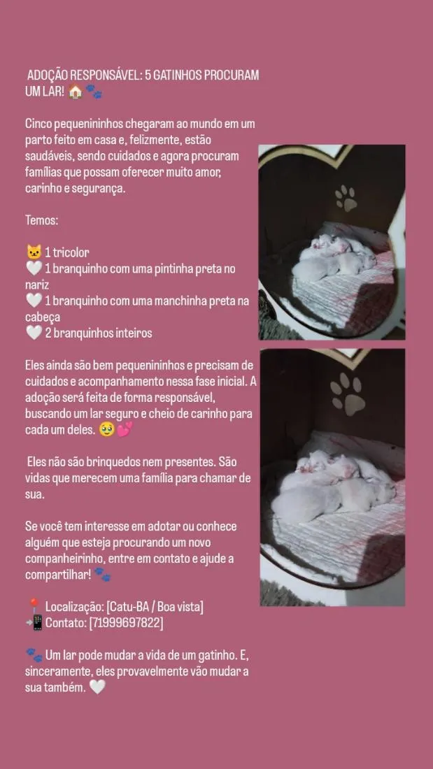 Gato raça SRD-ViraLata idade Abaixo de 2 meses nome 5 filhotinhos 
