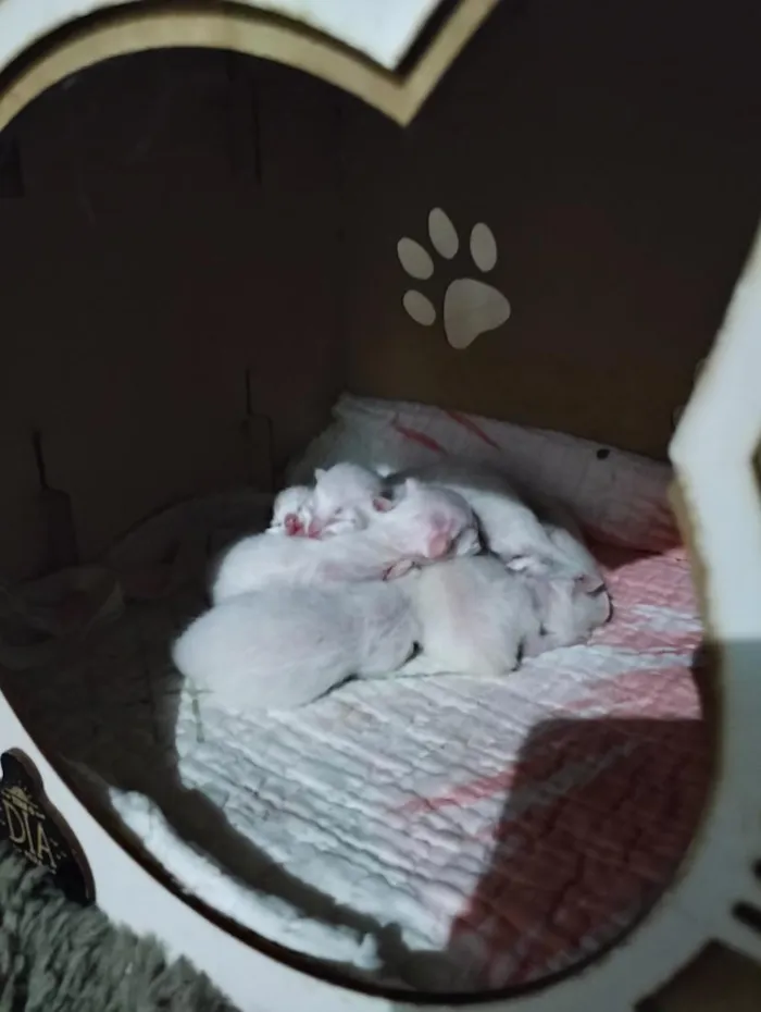 Gato raça SRD-ViraLata idade Abaixo de 2 meses nome 5 filhotinhos 