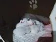 5 filhotinhos 