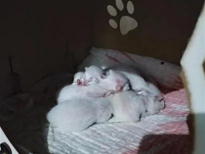 Gato raça SRD-ViraLata idade Abaixo de 2 meses nome 5 filhotinhos 