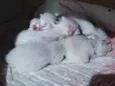 5 filhotinhos 