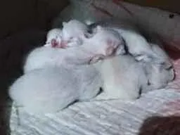 Gato raça SRD-ViraLata idade Abaixo de 2 meses nome 5 filhotinhos 