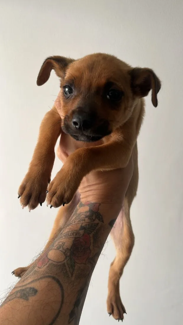 Cachorro raça SRD-ViraLata idade 2 a 6 meses nome Titio 
