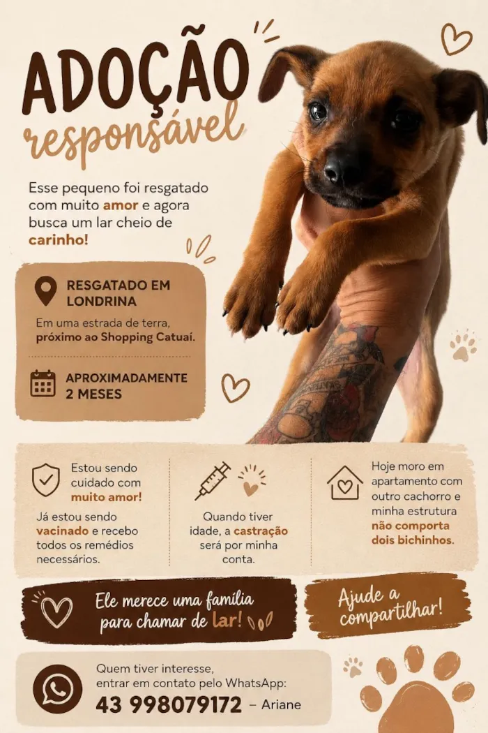 Cachorro raça SRD-ViraLata idade 2 a 6 meses nome Titio 