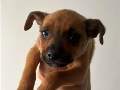 Cachorro raça SRD-ViraLata idade 2 a 6 meses nome Titio 