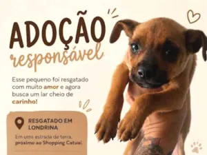 Cachorro raça SRD-ViraLata idade 2 a 6 meses nome Titio 