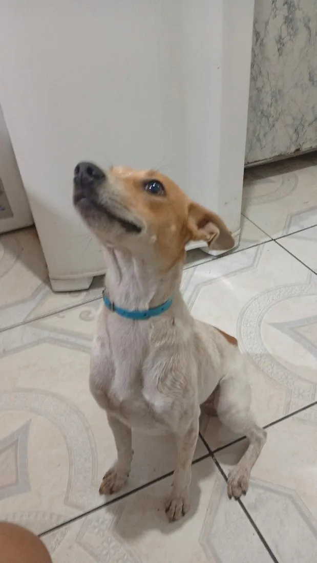 Cachorro raça SRD-ViraLata idade 1 ano nome Luna