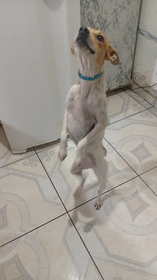Cachorro raça SRD-ViraLata idade 1 ano nome Luna