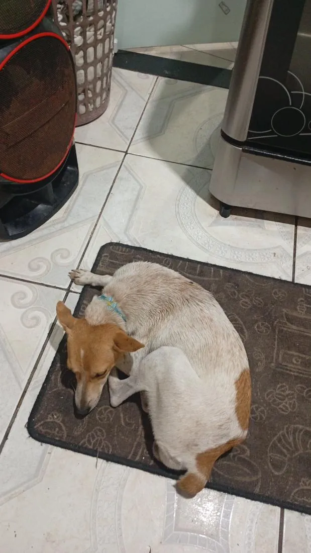 Cachorro raça SRD-ViraLata idade 1 ano nome Luna