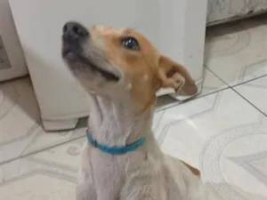 Cachorro raça SRD-ViraLata idade 1 ano nome Luna