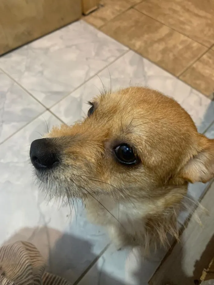 Cachorro raça SRD-ViraLata idade 7 a 11 meses nome Bia