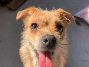 Cachorro raça SRD-ViraLata idade 7 a 11 meses nome Bia