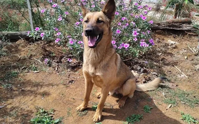 Cachorro raça SRD-ViraLata idade 1 ano nome Max