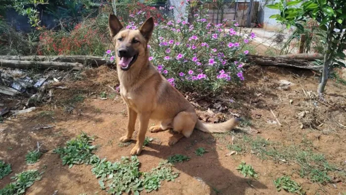 Cachorro raça SRD-ViraLata idade 1 ano nome Max