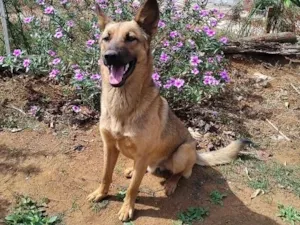 Cachorro raça SRD-ViraLata idade 1 ano nome Max
