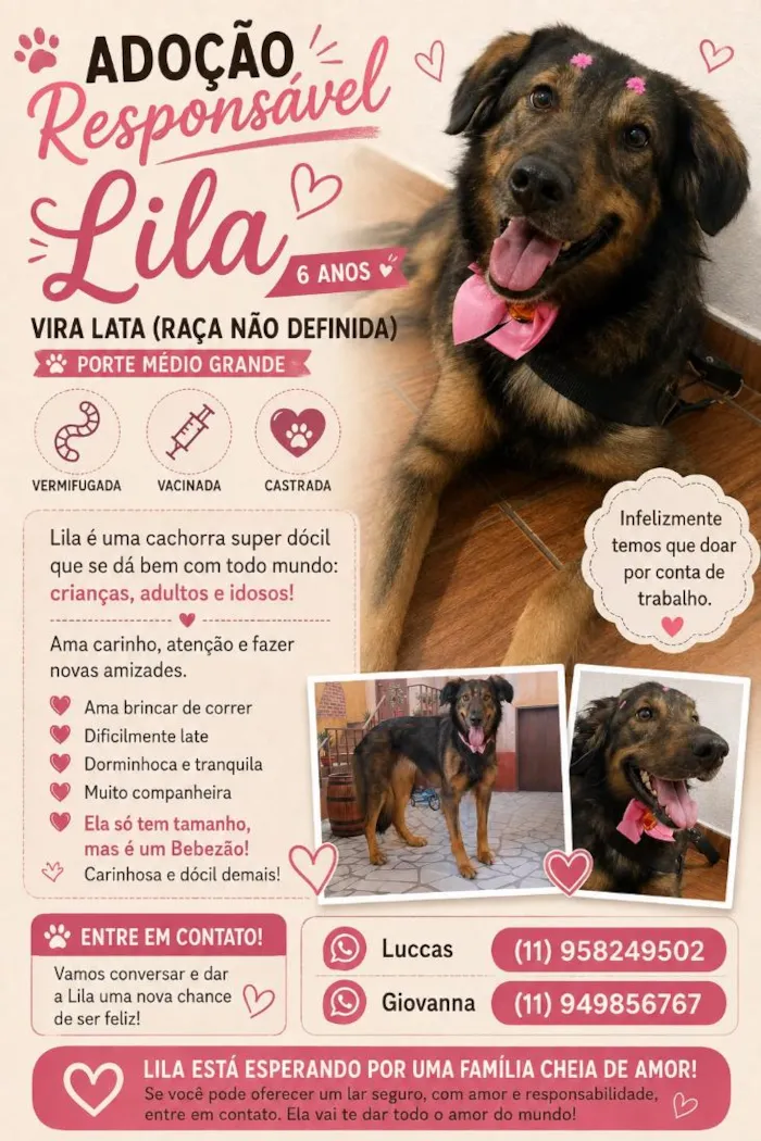 Cachorro raça SRD-ViraLata idade 6 ou mais anos nome Lila