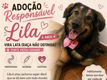 Cachorro raça SRD-ViraLata idade 6 ou mais anos nome Lila