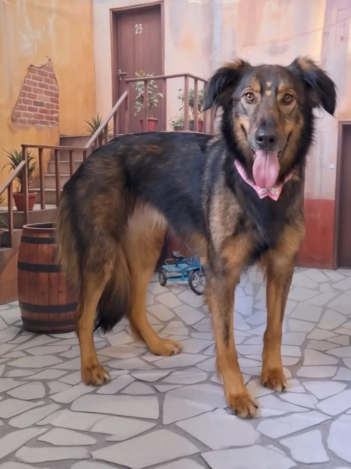 Cachorro raça SRD-ViraLata idade 6 ou mais anos nome Lila