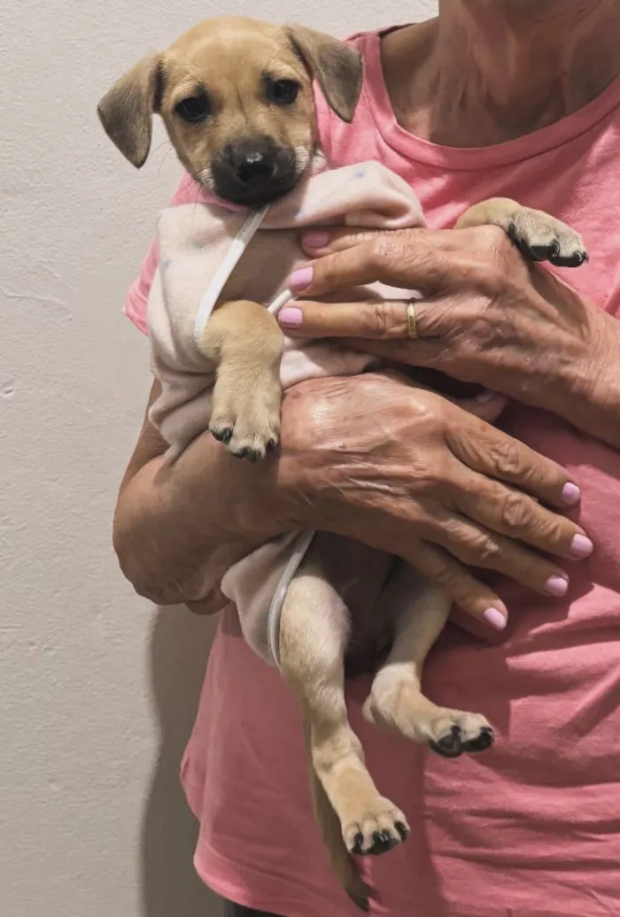 Cachorro raça SRD-ViraLata idade 2 a 6 meses nome Nina 