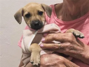 Cachorro raça SRD-ViraLata idade 2 a 6 meses nome Nina 