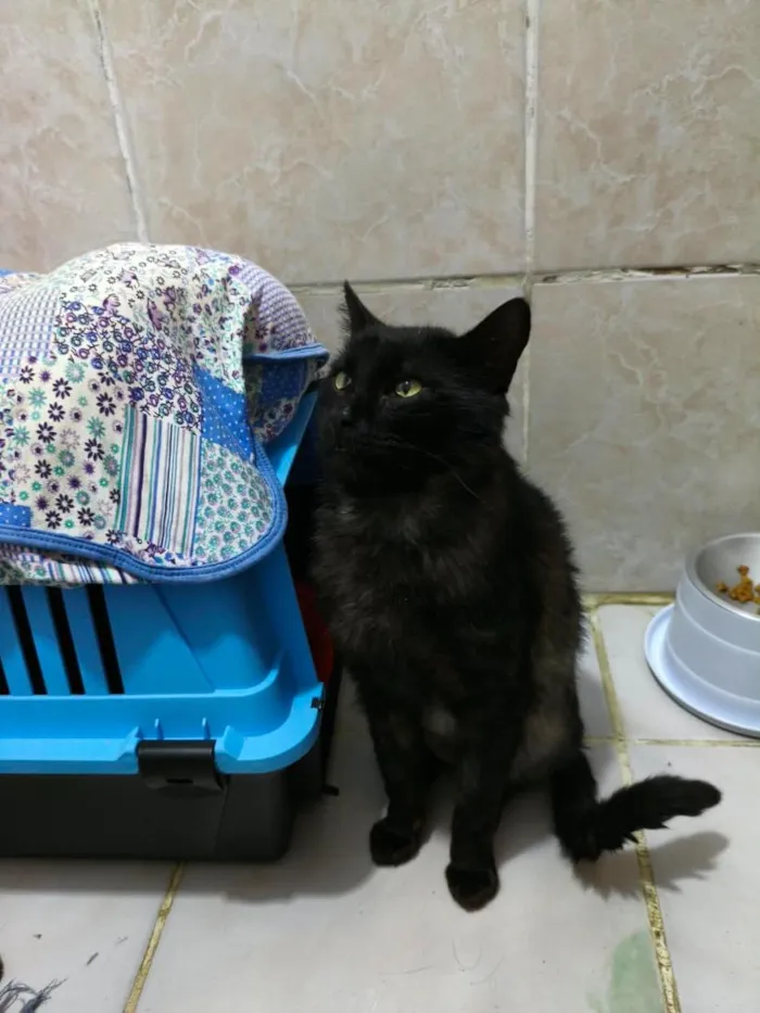 Gato raça SRD-ViraLata idade 4 anos nome Dudu