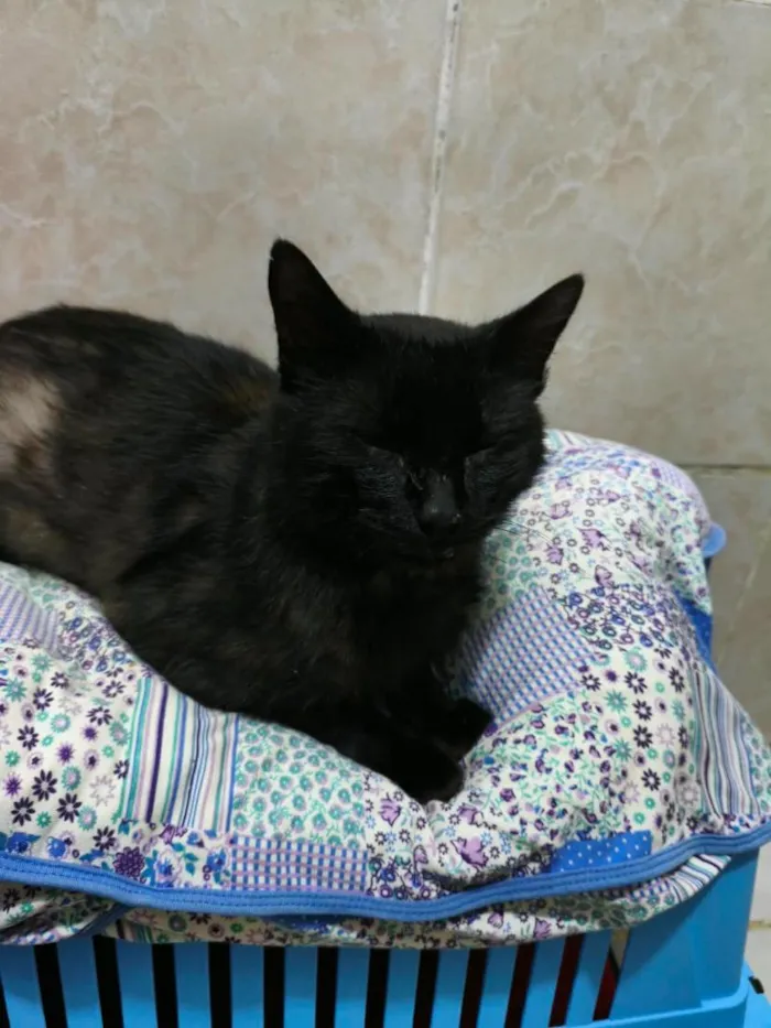 Gato raça SRD-ViraLata idade 4 anos nome Dudu
