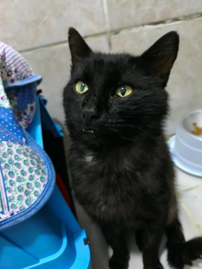 Gato raça SRD-ViraLata idade 4 anos nome Dudu