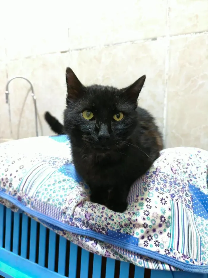 Gato raça SRD-ViraLata idade 4 anos nome Dudu
