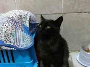 Gato raça SRD-ViraLata idade 4 anos nome Dudu