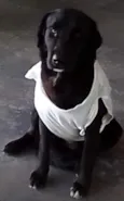 Negão