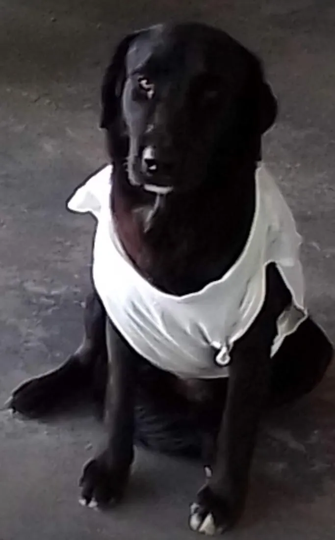 Cachorro raça SRD-ViraLata idade 5 anos nome Negão