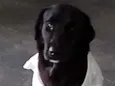 Negão