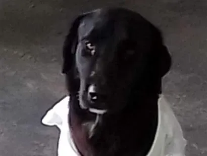 Cachorro raça SRD-ViraLata idade 5 anos nome Negão
