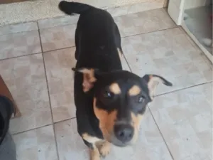 Cachorro raça SRD-ViraLata idade 2 anos nome Tulipa