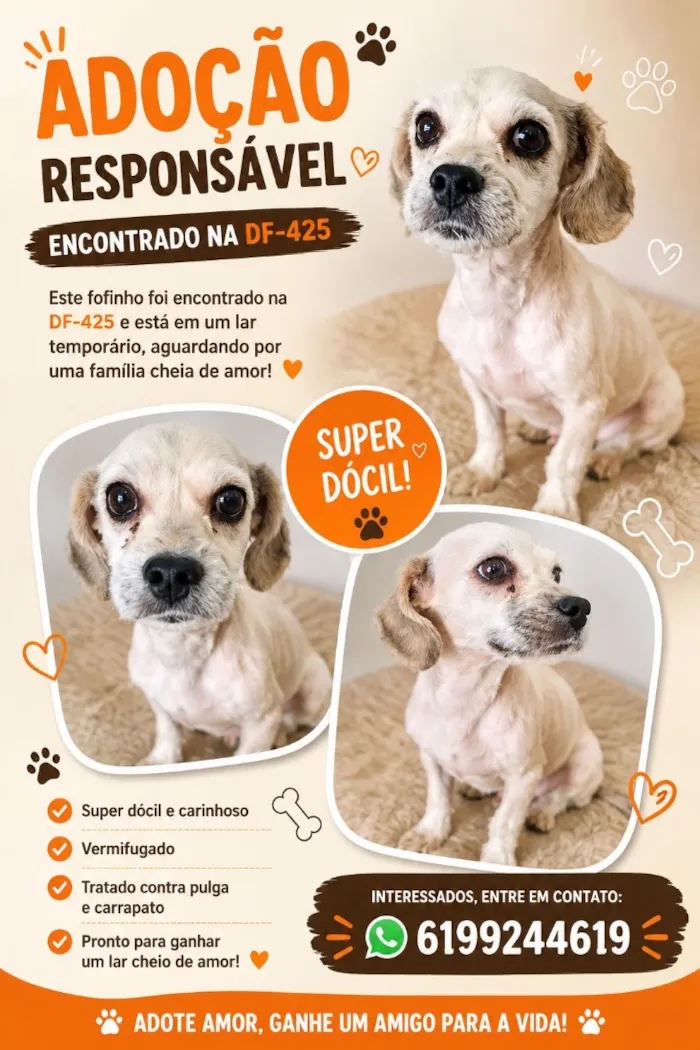 Cachorro raça SRD-ViraLata idade 3 anos nome Raul