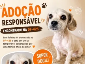 Cachorro raça SRD-ViraLata idade 3 anos nome Raul